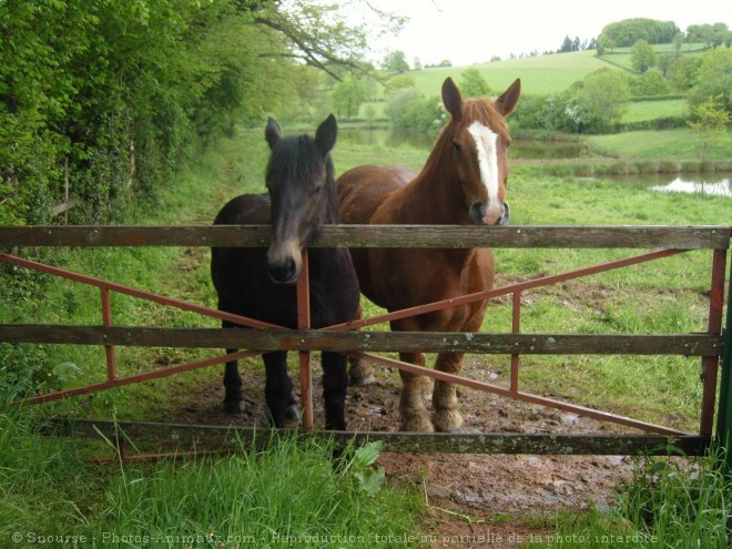 Photo de Races diffrentes