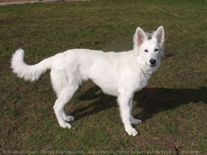 Photo de Berger blanc suisse