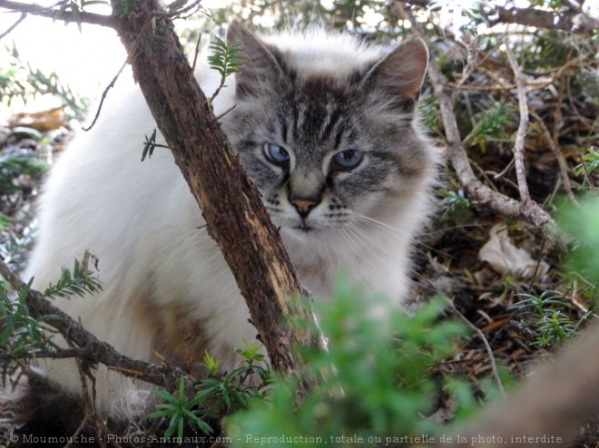 Photo de Chat domestique