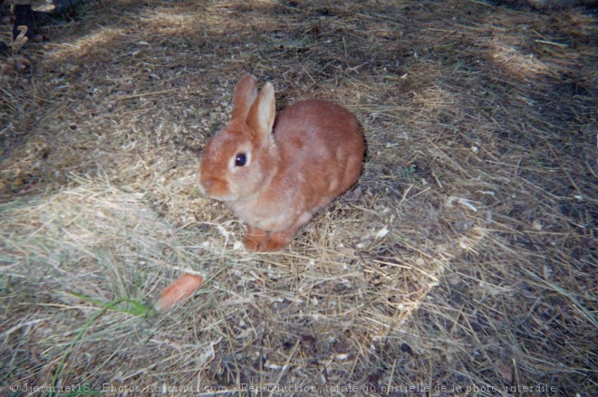 Photo de Lapin