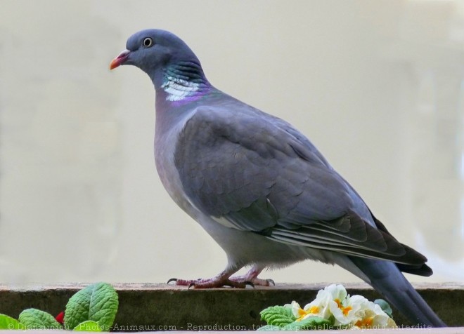 Photo de Pigeon - ramier