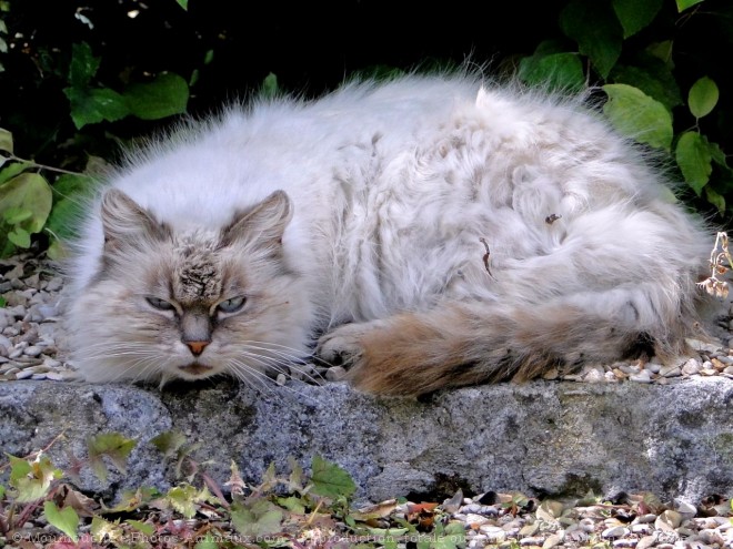 Photo de Chat domestique