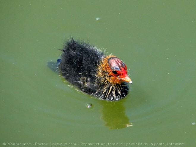 Photo de Foulque macroule