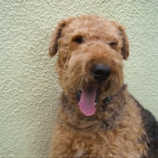 Photo d'Airedale terrier