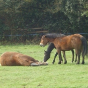 Photo de Races diffrentes