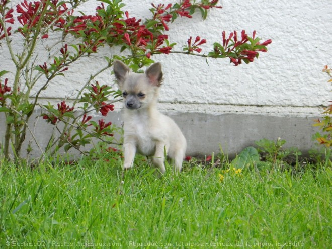 Photo de Chihuahua  poil court