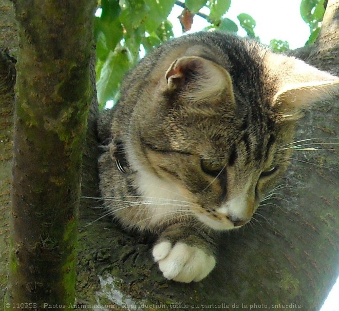 Photo de Chat domestique