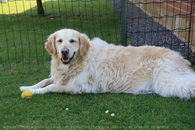 Photo de Golden retriever