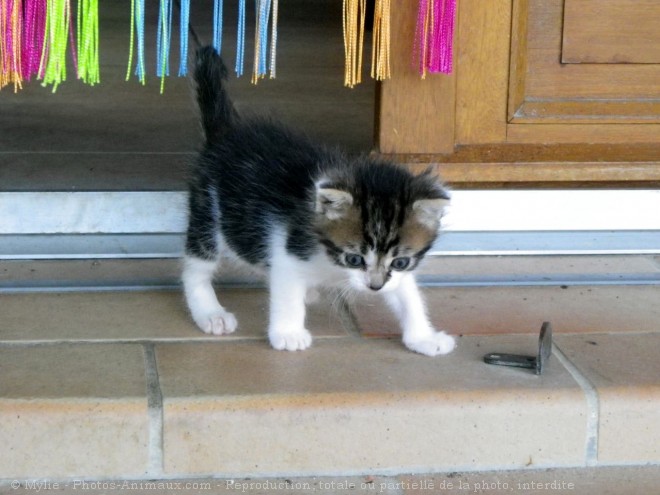 Photo de Chat domestique