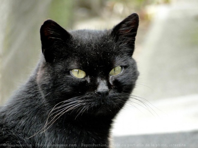 Photo de Chat domestique