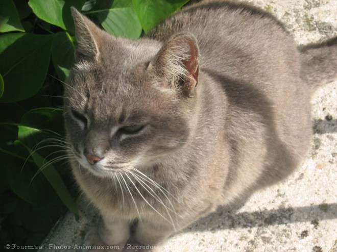 Photo de Chat domestique