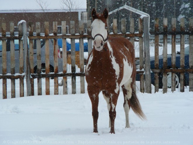 Photo de Paint horse