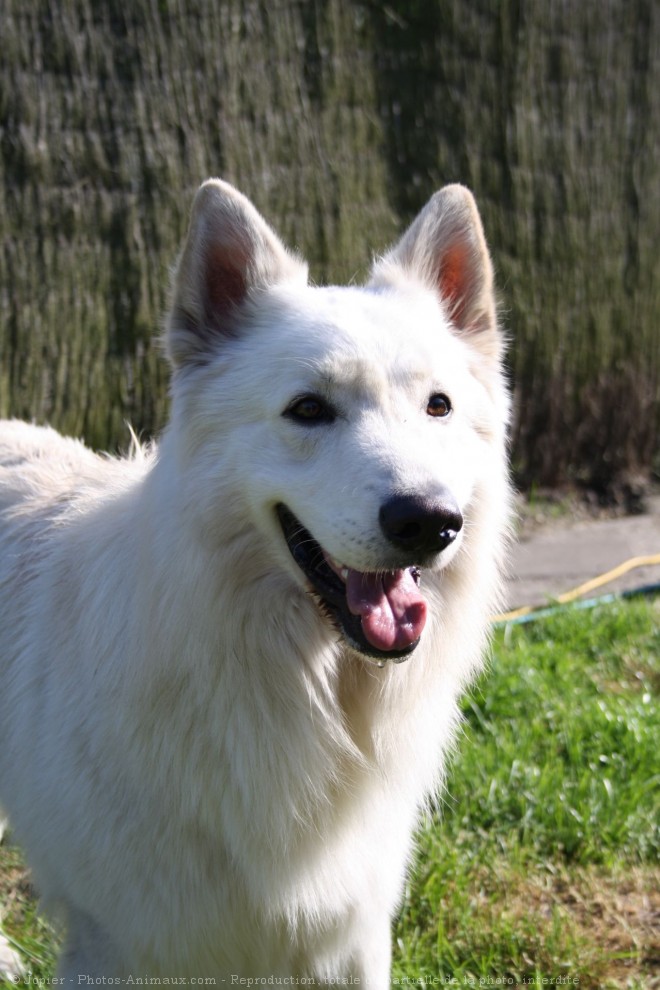 Photo de Berger blanc suisse