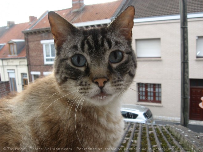 Photo de Chat domestique