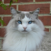 Photo de Ragdoll