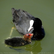 Photo de Foulque macroule