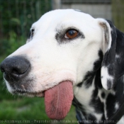 Photo de Dalmatien