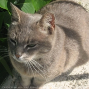 Photo de Chat domestique