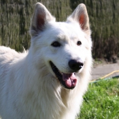 Photo de Berger blanc suisse