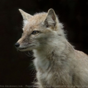 Photo de Renard