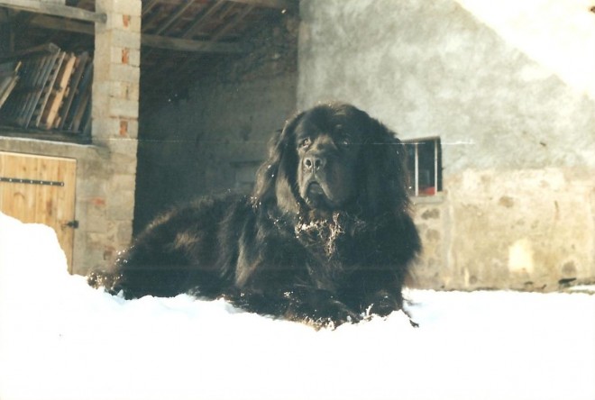 Photo de Chien de terre-neuve