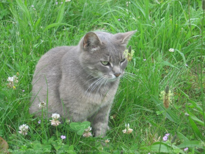 Photo de Chat domestique