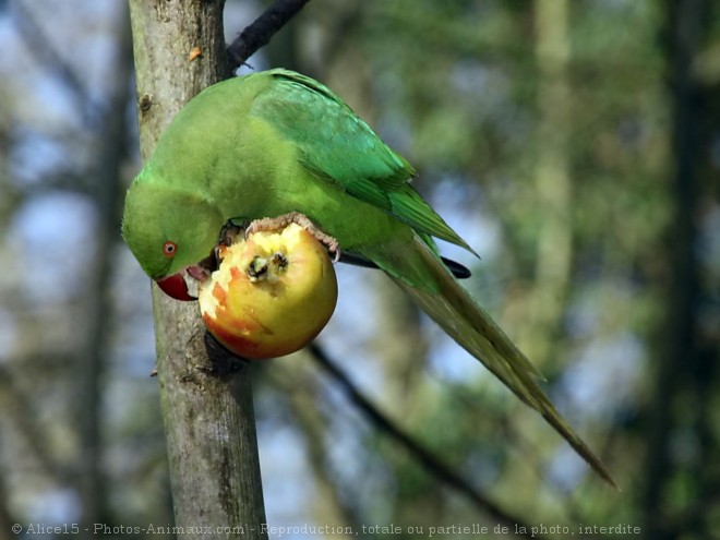 Photo de Perruche  collier