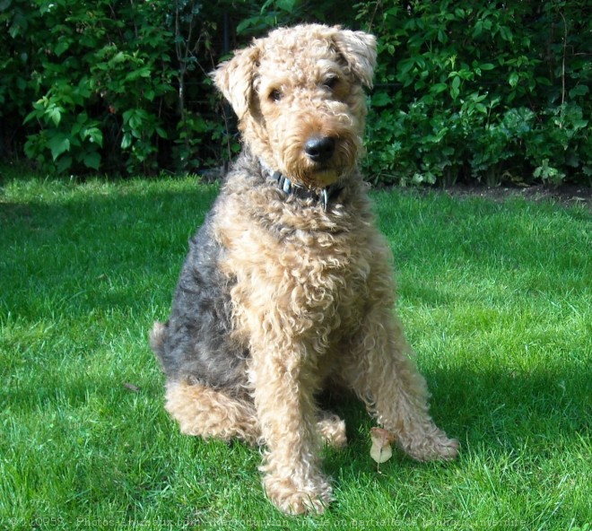 Photo d'Airedale terrier