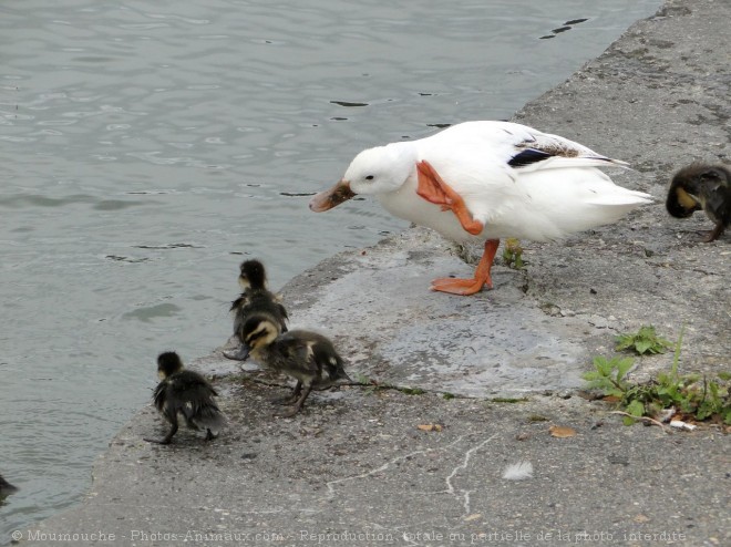 Photo de Canard