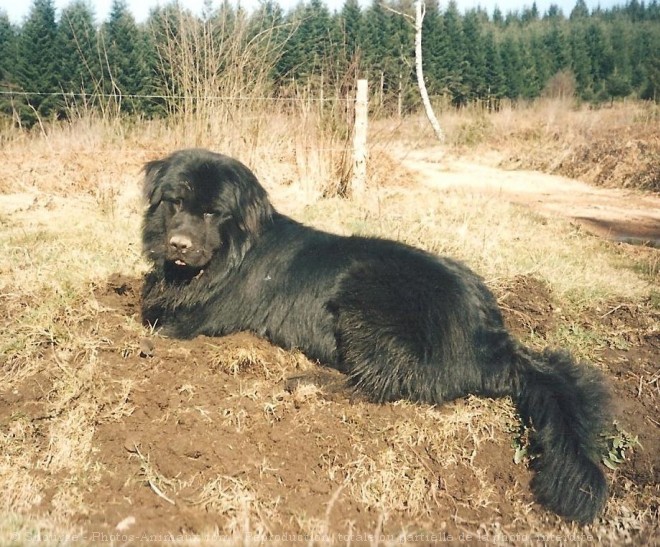 Photo de Chien de terre-neuve