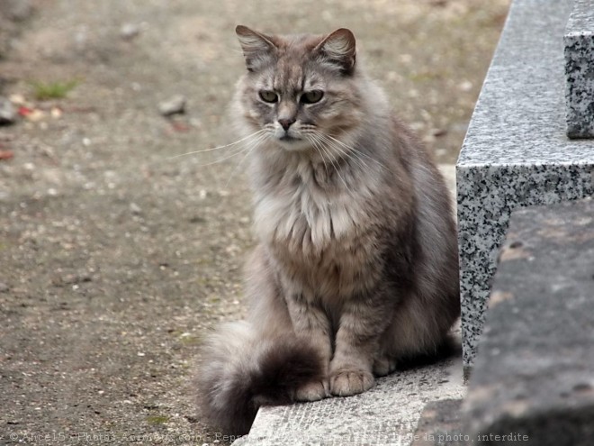 Photo de Chat domestique