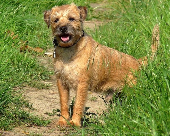 Photo de Border terrier