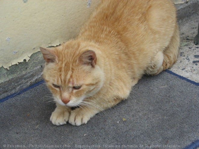 Photo de Chat domestique