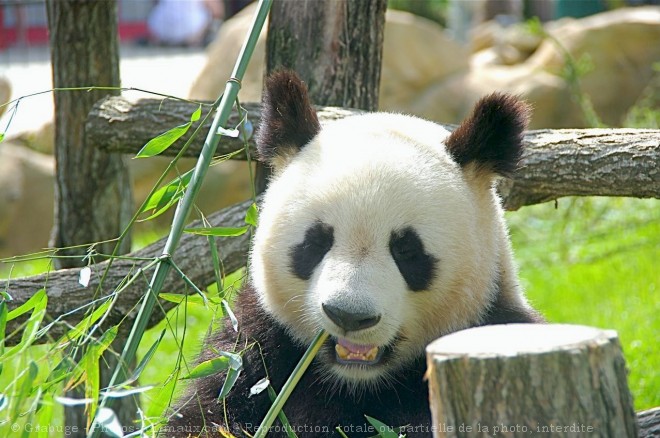 Photo de Panda