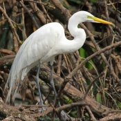 Photo d'Aigrette