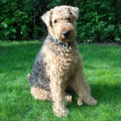 Photo d'Airedale terrier