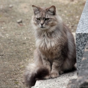 Photo de Chat domestique