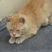 Photo de Chat domestique