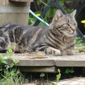 Photo de Chat domestique