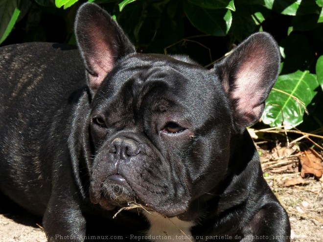 Photo de Bouledogue franais