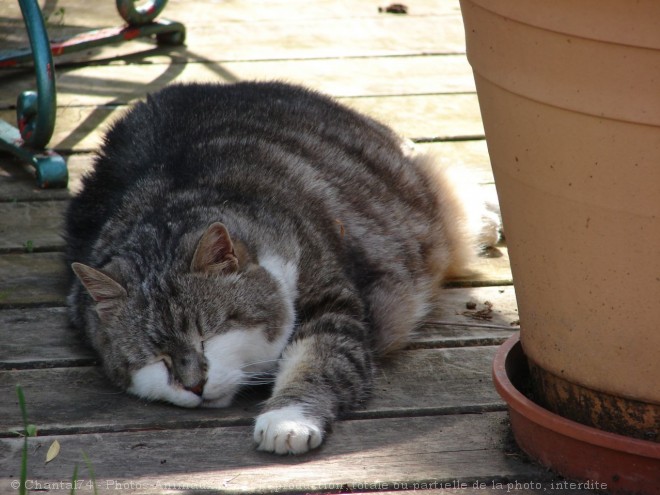 Photo de Chat domestique