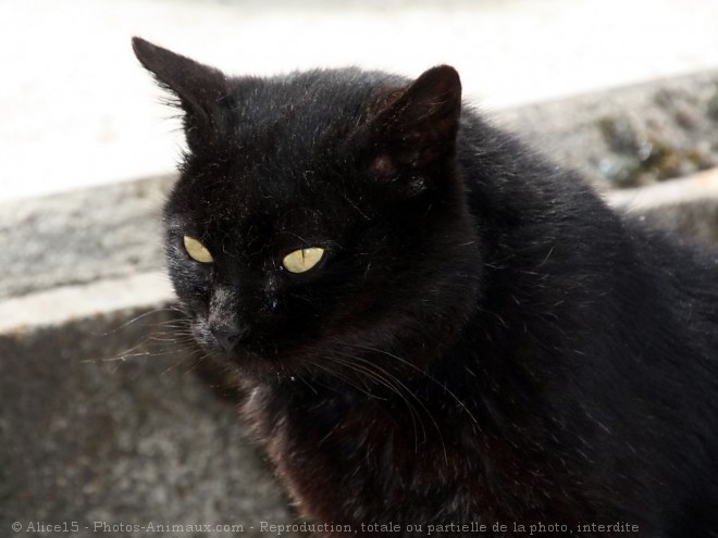 Photo de Chat domestique