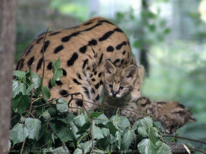 Photo de Serval