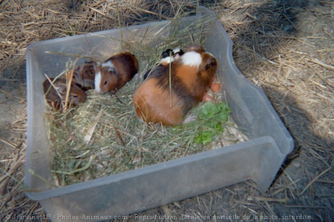 Photo de Cochon d'inde