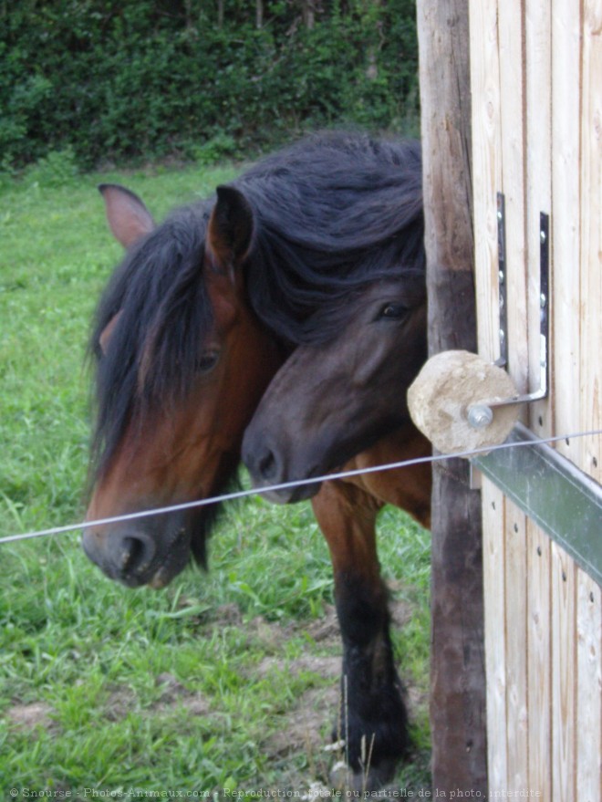 Photo de Races diffrentes