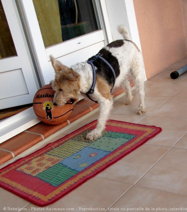 Photo de Fox terrier  poil dur