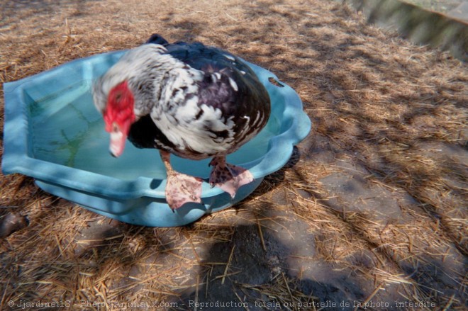 Photo de Canard de barbarie