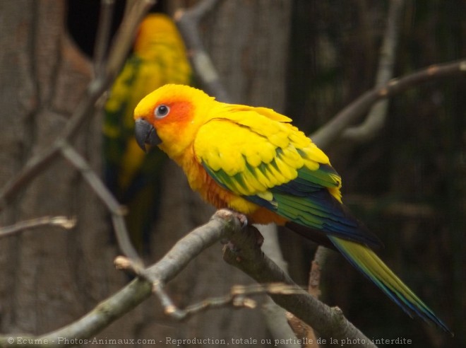 Photo de Conure soleil