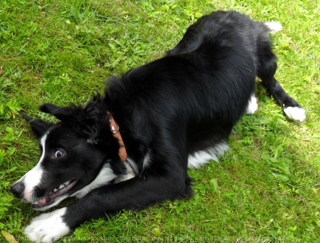 Photo de Border collie