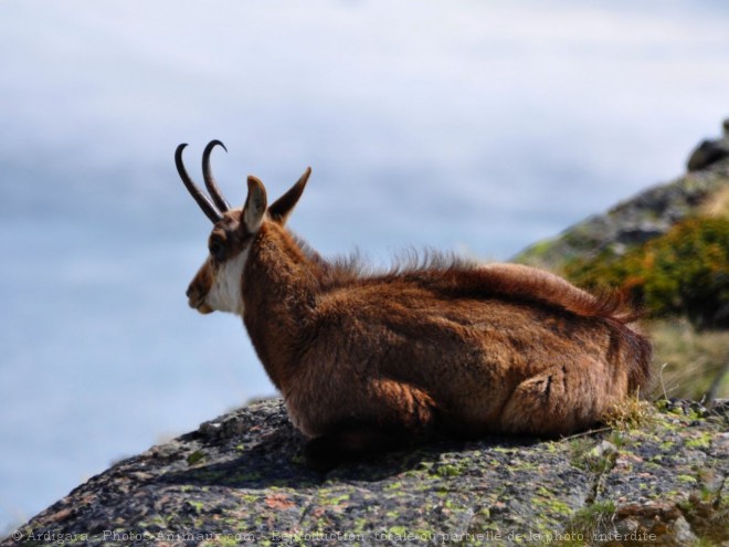 Photo de Chamois